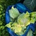 花菜有机花菜松花菜基地直发价格实惠量大价优品质保障欢迎电
