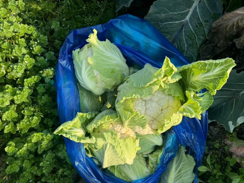 花菜有机花菜松花菜基地直发价格实惠量大价优品质保障欢迎电