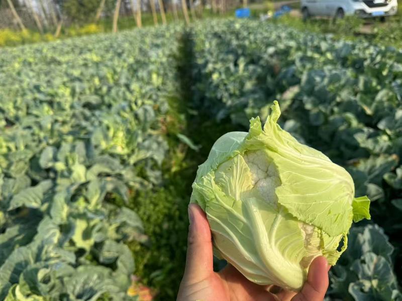 花菜有机花菜松花菜基地直发价格实惠量大价优品质保障欢迎电