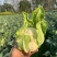 花菜有机花菜松花菜基地直发价格实惠量大价优品质保障欢迎电