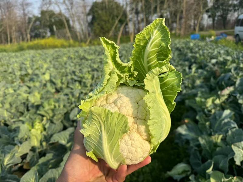 花菜有机花菜松花菜基地直发价格实惠量大价优品质保障欢迎电