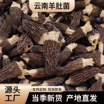 云南头茬羊肚菌干货一斤林地种植菌菇汤包煲汤食材批发