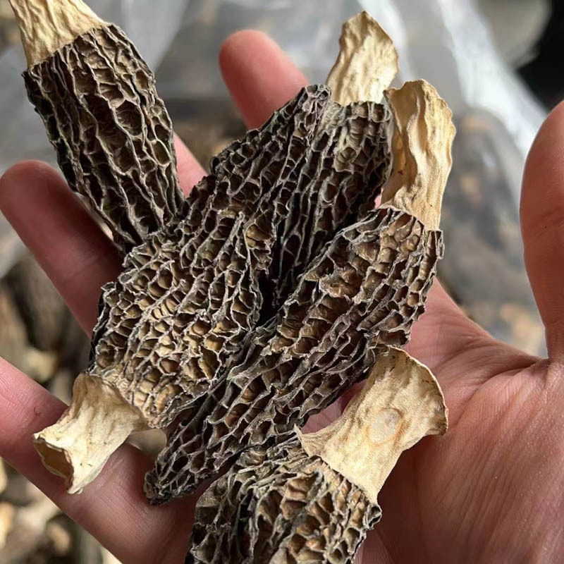 云南头茬羊肚菌干货一斤林地种植菌菇汤包煲汤食材批发