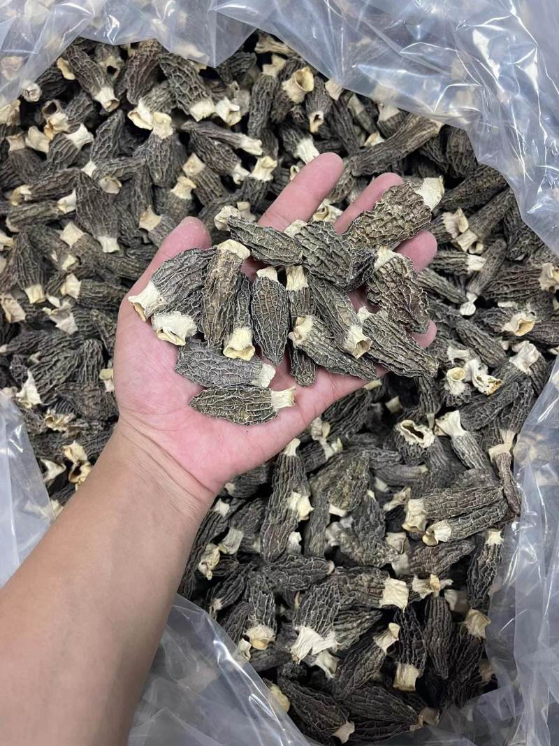 云南头茬羊肚菌干货一斤林地种植菌菇汤包煲汤食材批发
