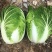 868大白菜精选黄心大白菜货源充足量大从优欢迎换购