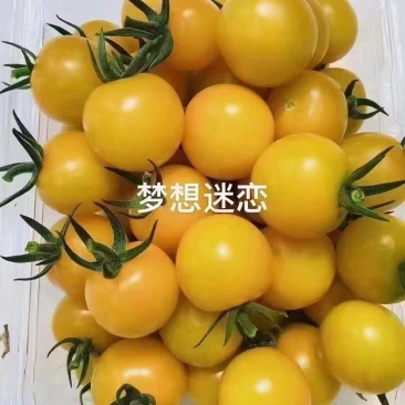 圣女果/梦想迷恋/寿光发货/大棚种植/供应电商，市场团购