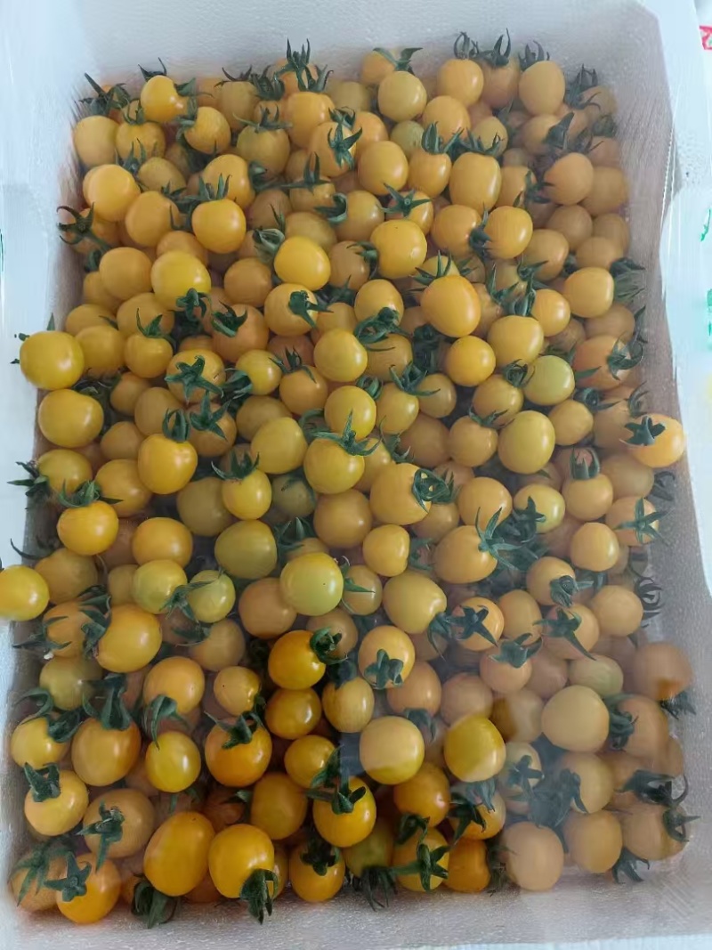 圣女果/梦想迷恋/寿光发货/大棚种植/供应电商，市场团购
