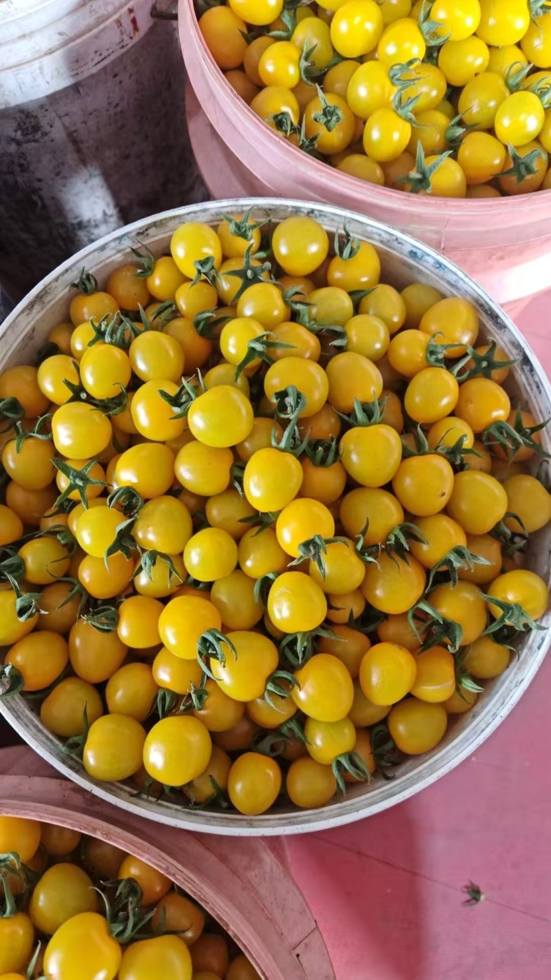 圣女果/梦想迷恋/寿光发货/大棚种植/供应电商，市场团购