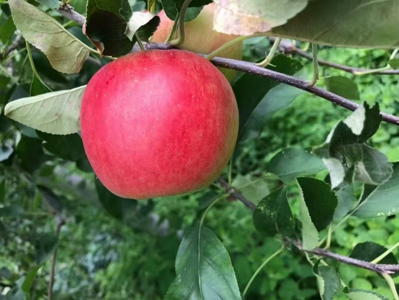 红露苹果苗各种苗木品种齐全大量有货