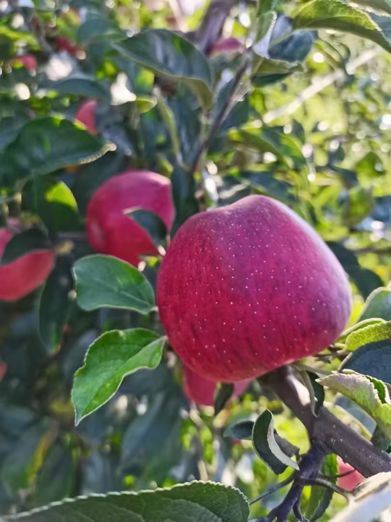 红露苹果苗各种苗木品种齐全大量有货