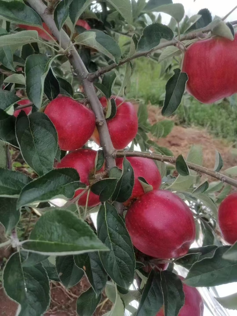 红露苹果苗各种苗木品种齐全大量有货