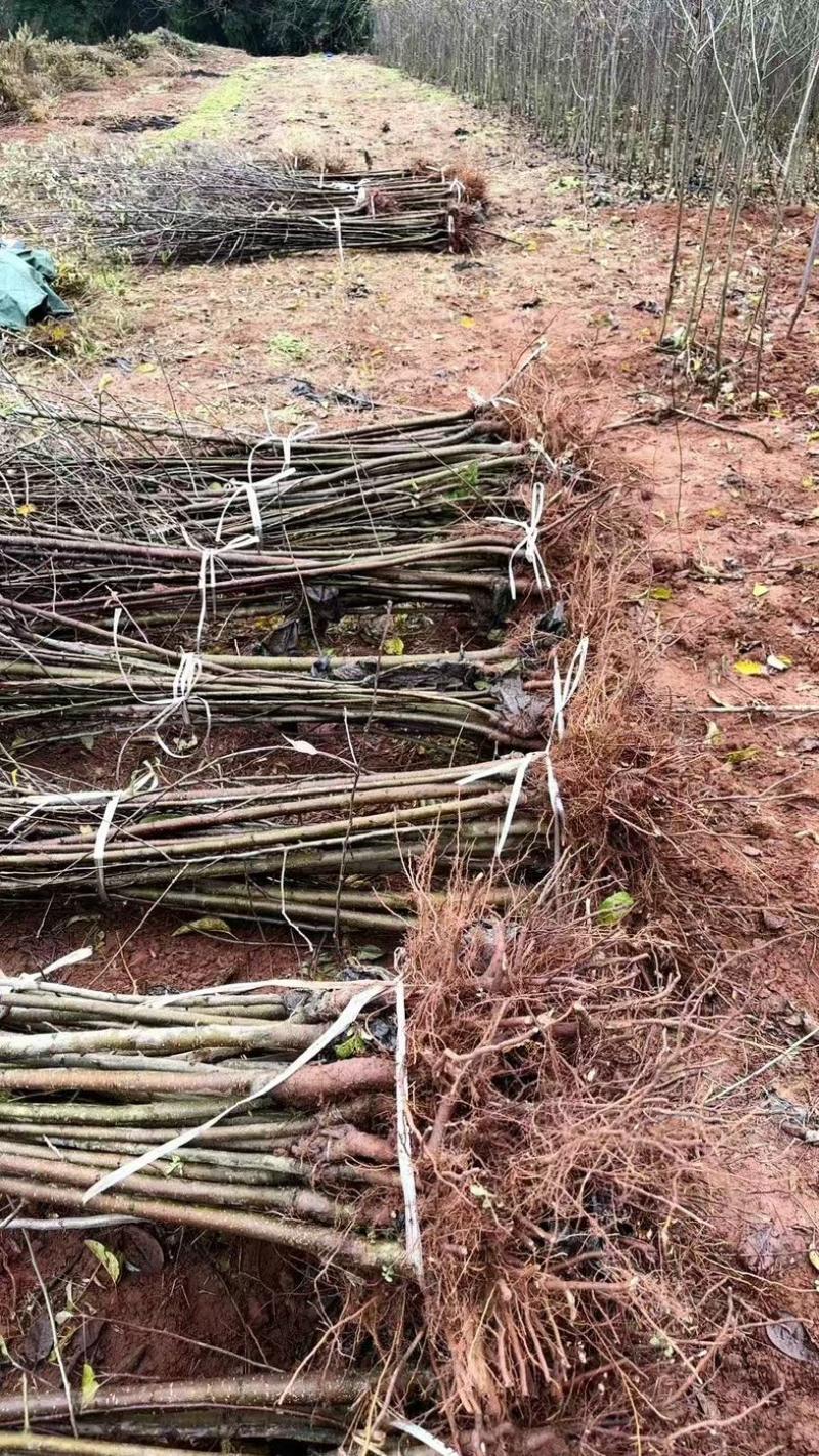 红露苹果苗各种苗木品种齐全大量有货