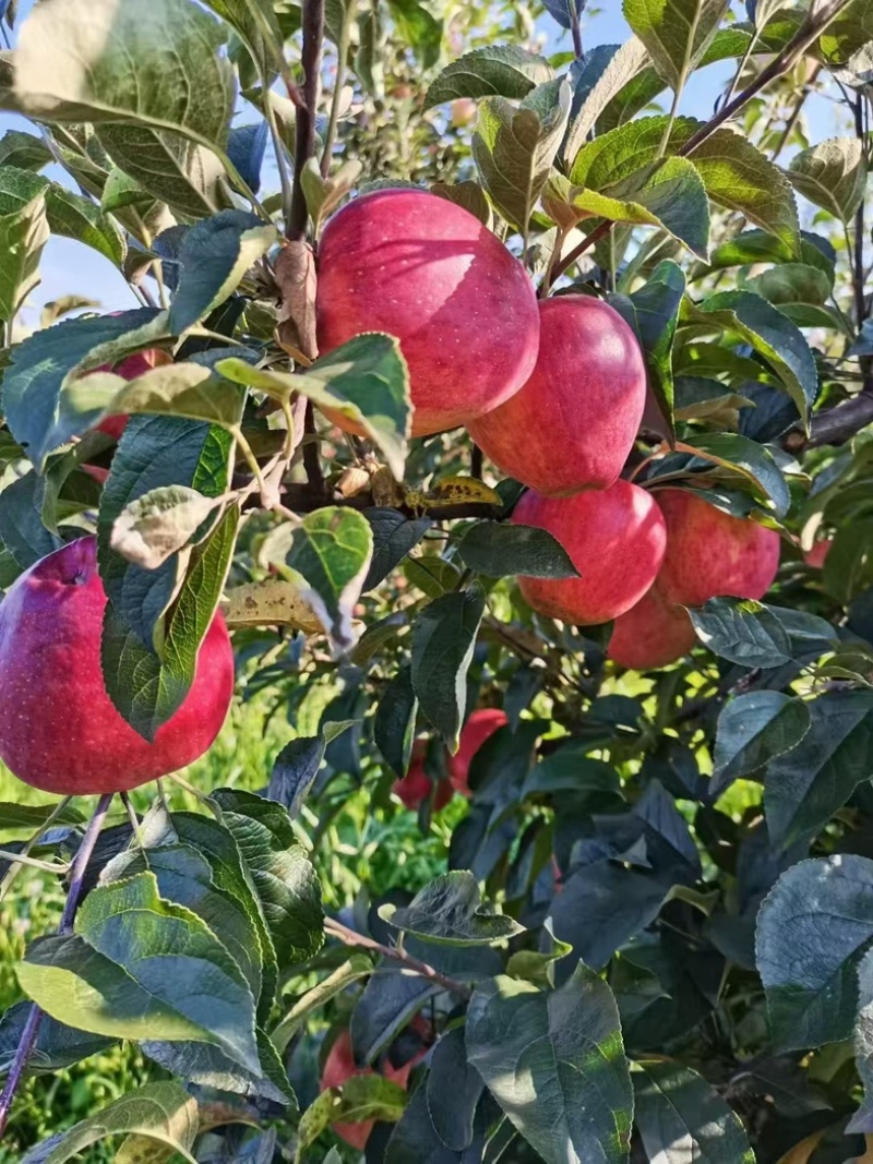 红露苹果苗各种苗木品种齐全大量有货