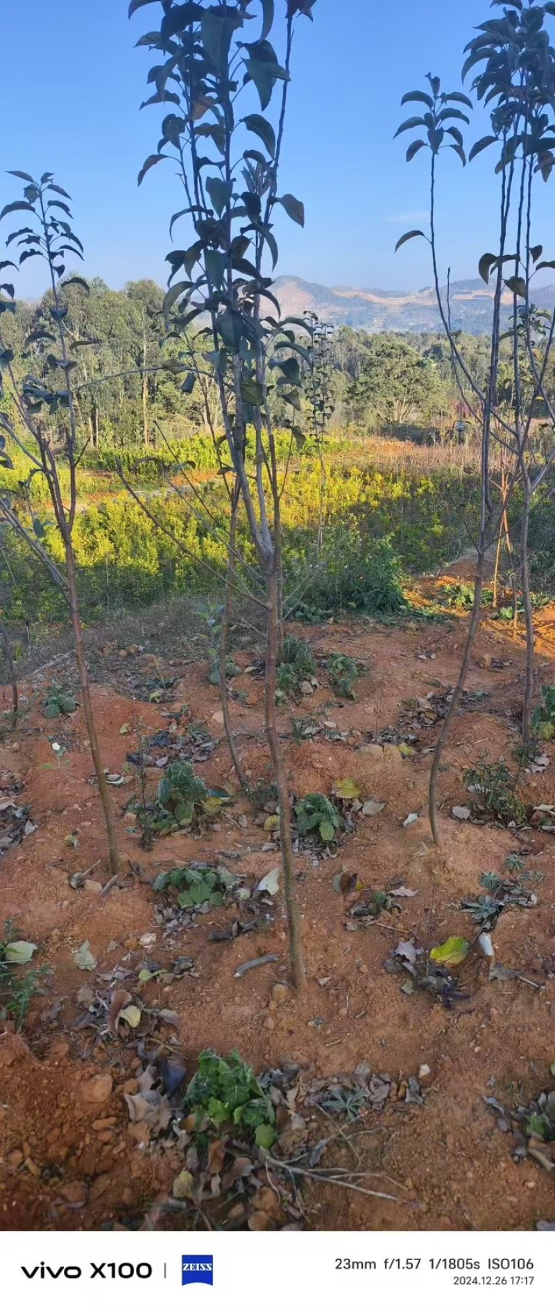红露苹果苗各种苗木品种齐全大量有货