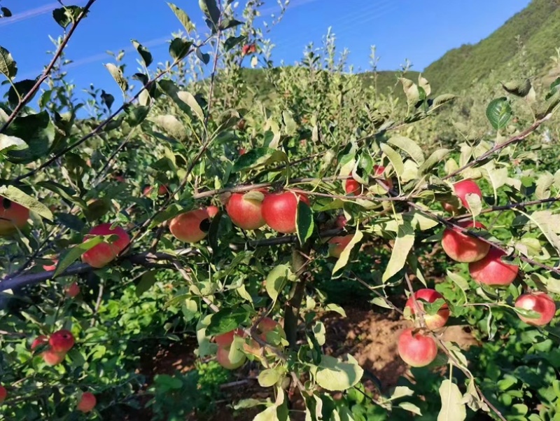 红露苹果苗各种苗木品种齐全大量有货