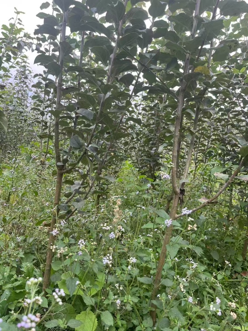 红露苹果苗各种苗木品种齐全大量有货