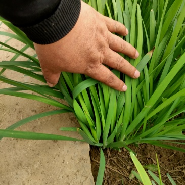寿光独根红韭菜电话:***********