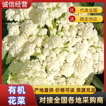 【有机花菜】精选松花菜菜花高品质花椰菜小米粒花菜