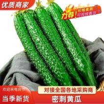 密刺黄瓜精品青瓜大黄瓜全国发货油亮黄瓜品质上等