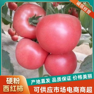 硬粉西红柿精选番茄口感好柿子河南开封发货货源充足