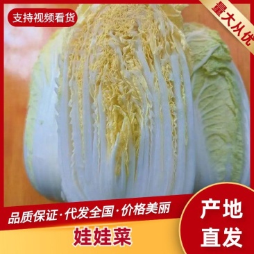 【精选娃娃菜】黄心娃娃菜各种蔬菜规格齐全品质保证