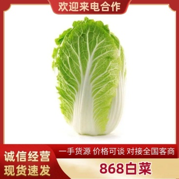 868大白菜精选黄心大白菜货源充足量大从优欢迎换购
