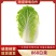 868大白菜精选黄心大白菜货源充足量大从优欢迎换购