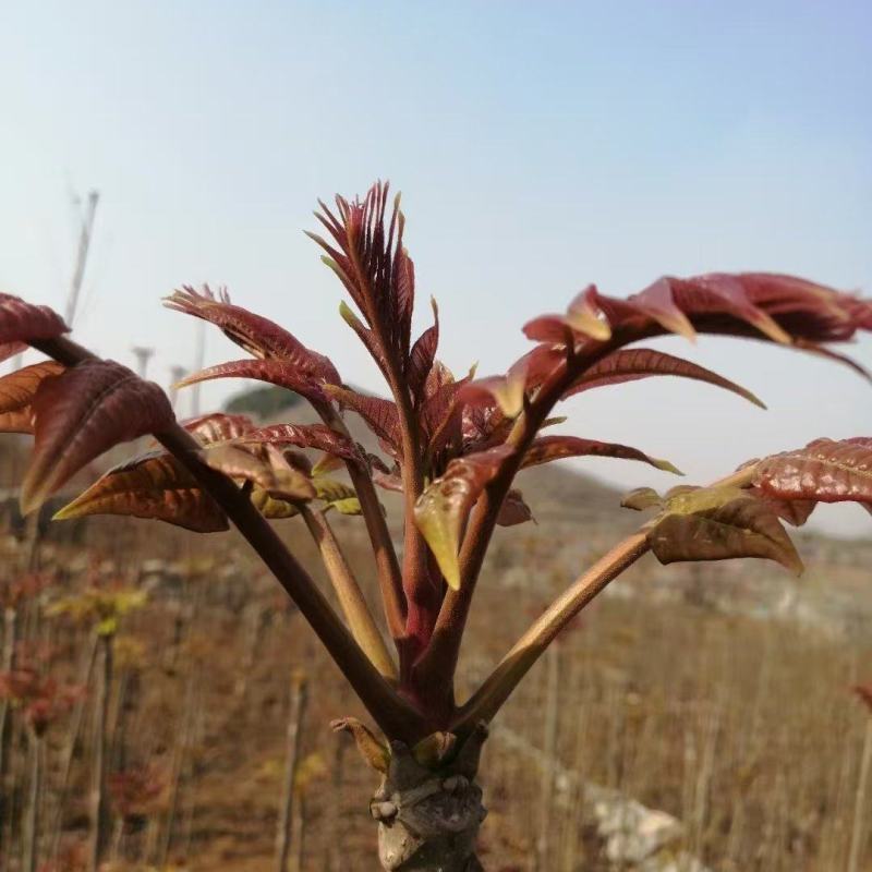 山东新泰市马家寨香椿芽