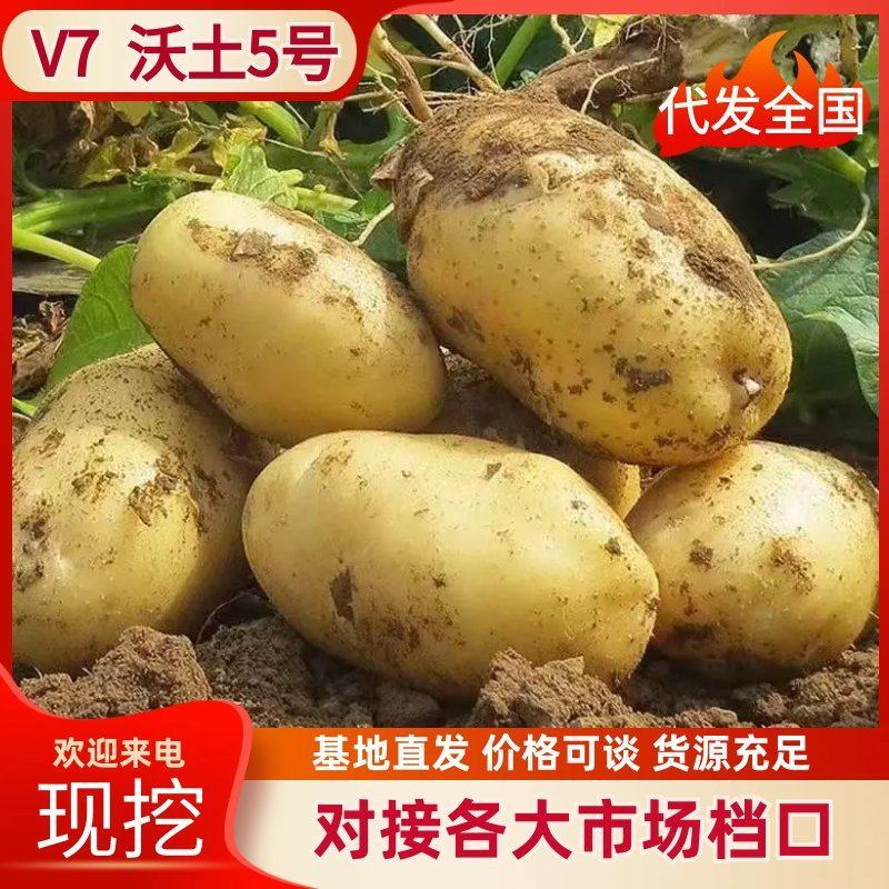 v7土豆沃土5号土豆黄皮黄心土豆精选货源全国发货