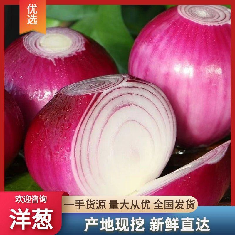 【精品】紫皮洋葱红皮洋葱河南通许发货大量供应