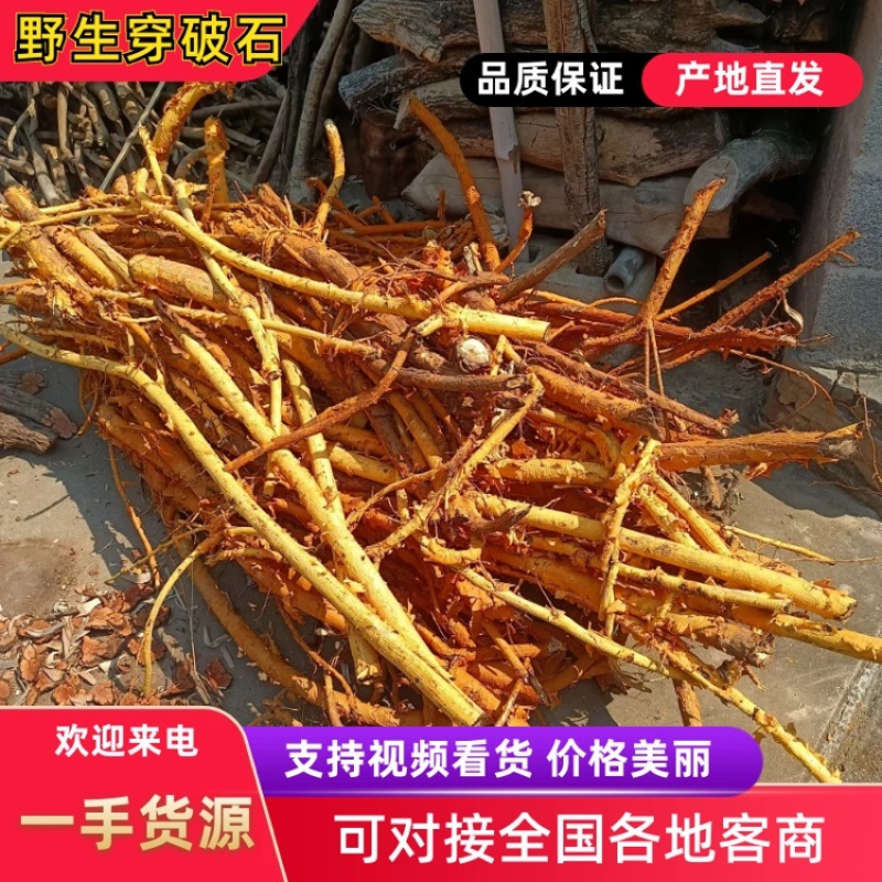 野生穿破石，现挖现发，大量有货，欢迎各位老板咨询采购