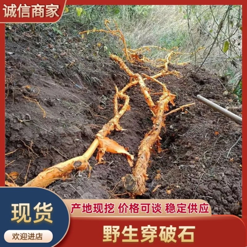 野生穿破石，现挖现发，大量有货，欢迎各位老板咨询采购