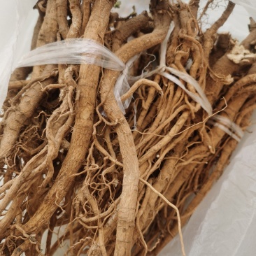 伏牛山白黄芪，也叫土黄芪，金钱根，圆叶锦葵属，炖汤滋补品