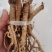 伏牛山白黄芪，也叫土黄芪，金钱根，圆叶锦葵属，炖汤滋补品