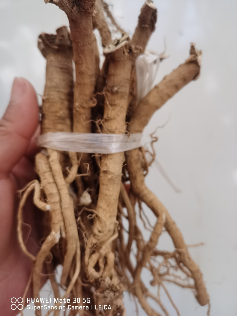 伏牛山白黄芪，也叫土黄芪，金钱根，圆叶锦葵属，炖汤滋补品