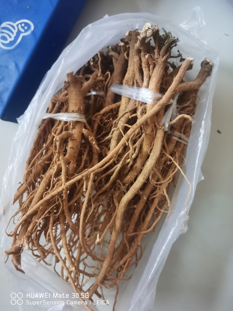 伏牛山白黄芪，也叫土黄芪，金钱根，圆叶锦葵属，炖汤滋补品