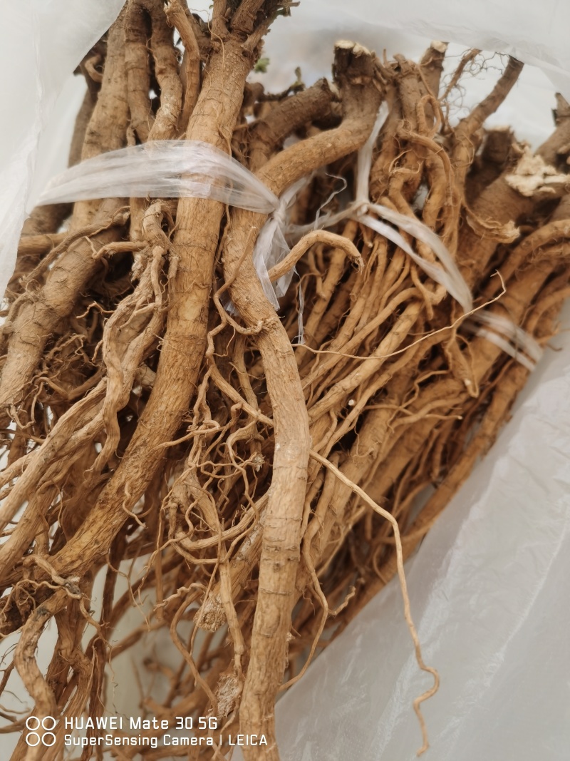 伏牛山白黄芪，也叫土黄芪，金钱根，圆叶锦葵属，炖汤滋补品