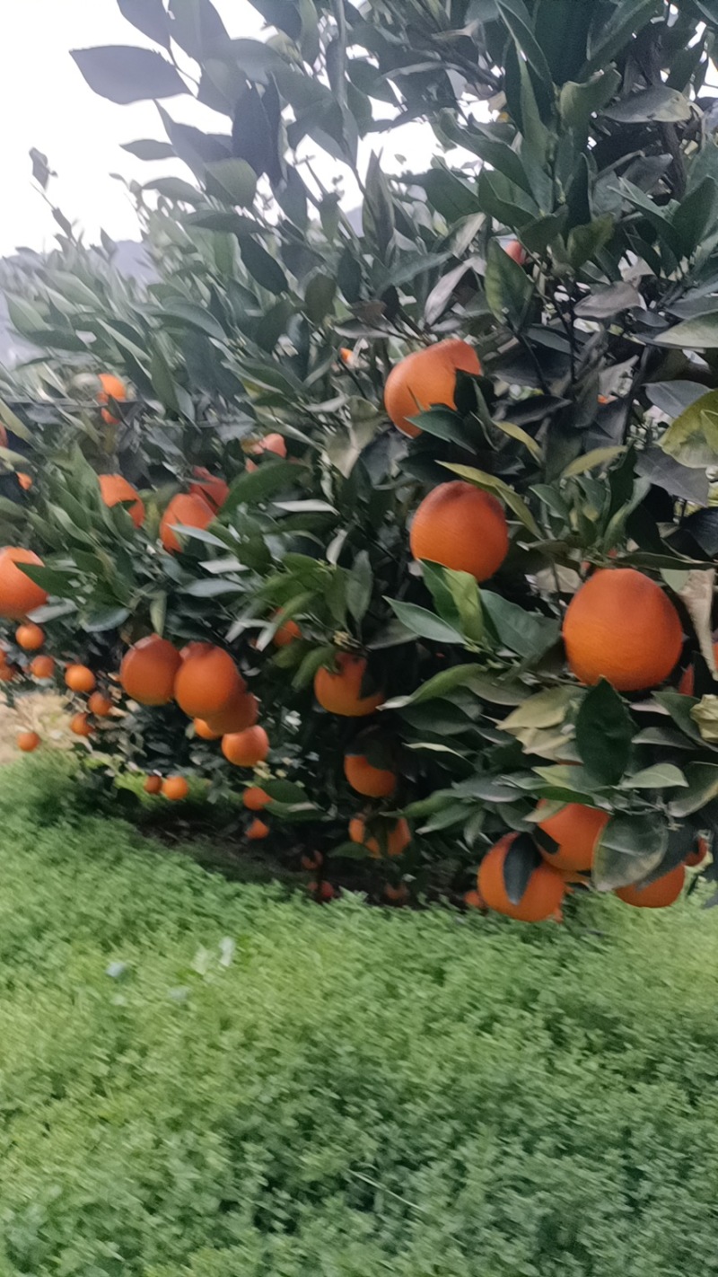 【伦晚脐橙】湖北-脐橙产地直发果园实拍欢迎来电咨询