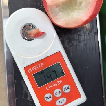 正宗水蜜桃