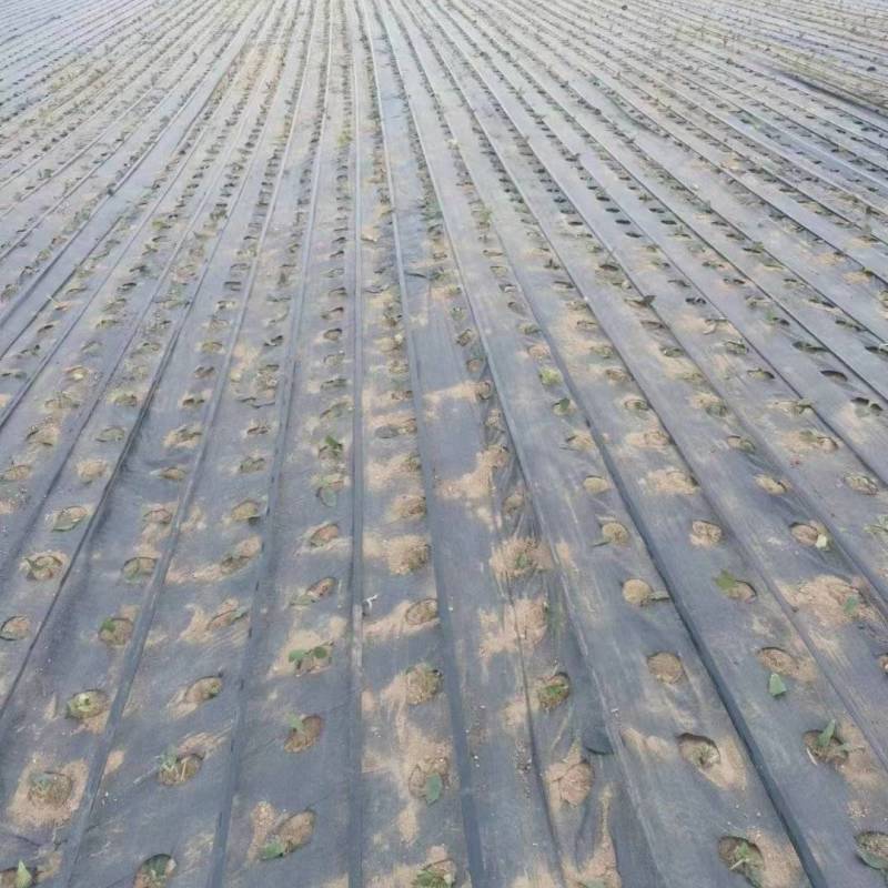 整卷抗老化材质打孔防草布，孔大小和孔距离尺寸可做