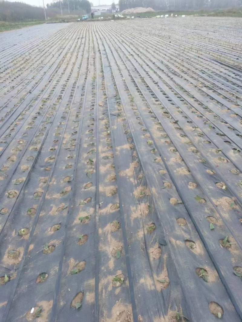 整卷抗老化材质打孔防草布，孔大小和孔距离尺寸可做