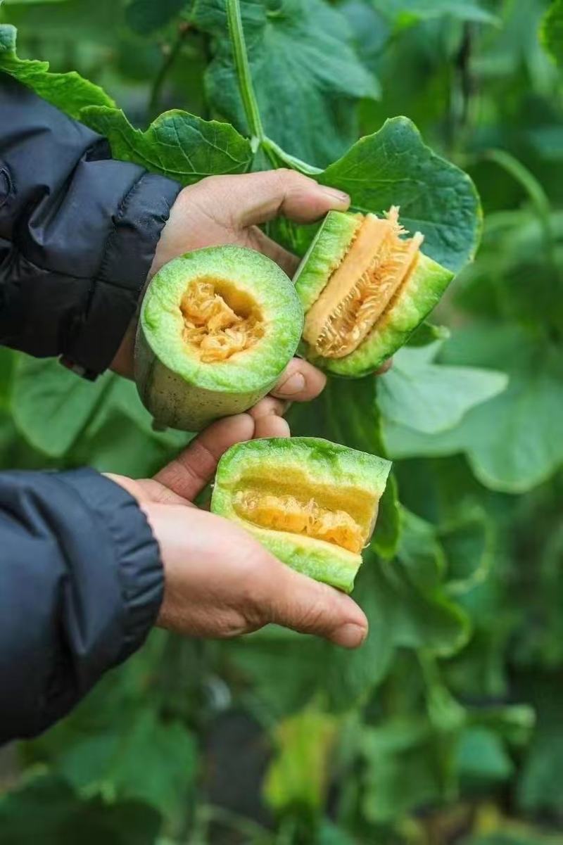 山东莘县产区博洋61上市中嚷口好口味嘎嘎甜，皮薄肉厚多汁