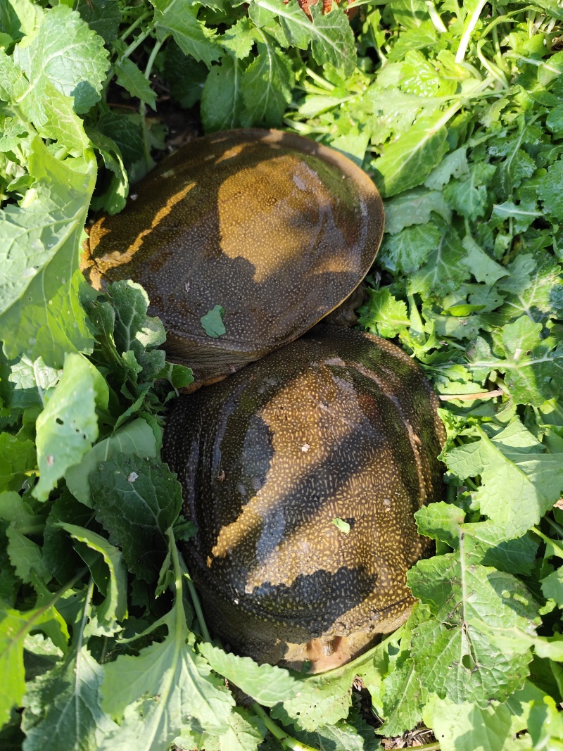 外塘青黄背甲鱼