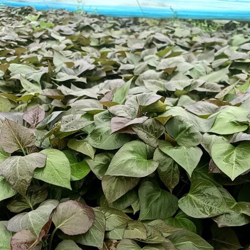 红薯苗，蜜薯苗，西瓜红，地瓜苗，冰糖心密薯苗，紫薯苗