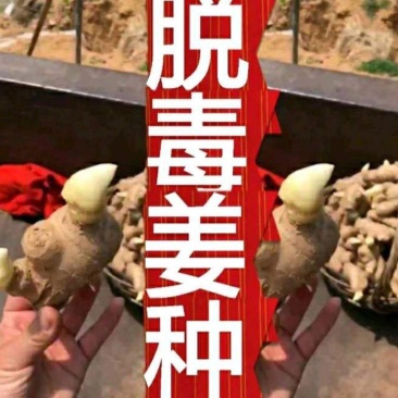 热卖【368高产王姜种】产地直发亩产过万专业技术指导