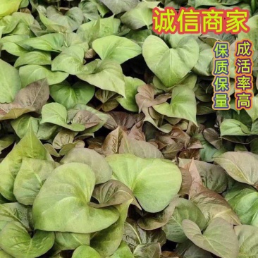 脱毒西瓜红红薯苗，蜜薯25苗，冰糖心蜜薯苗，榴莲蜜薯苗