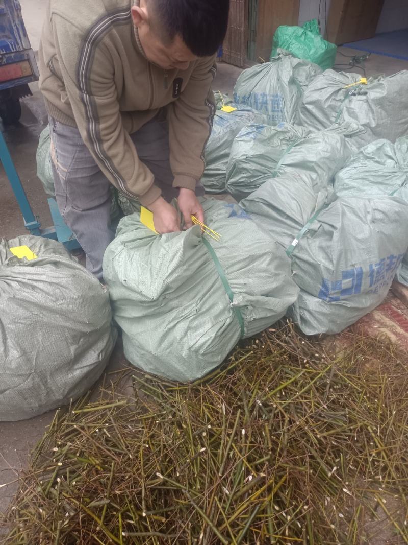 改良山苍子山胡椒木姜子苗