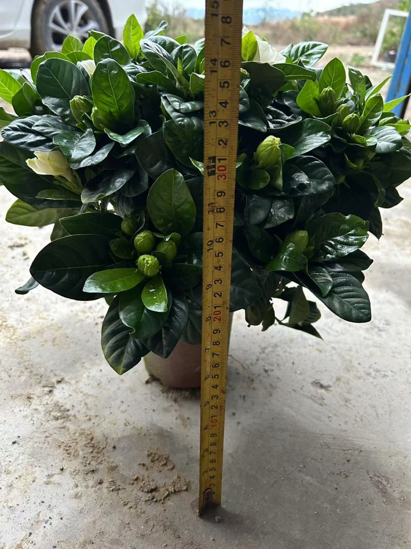 160桅子花，小叶的，产地直发，报价不含运费