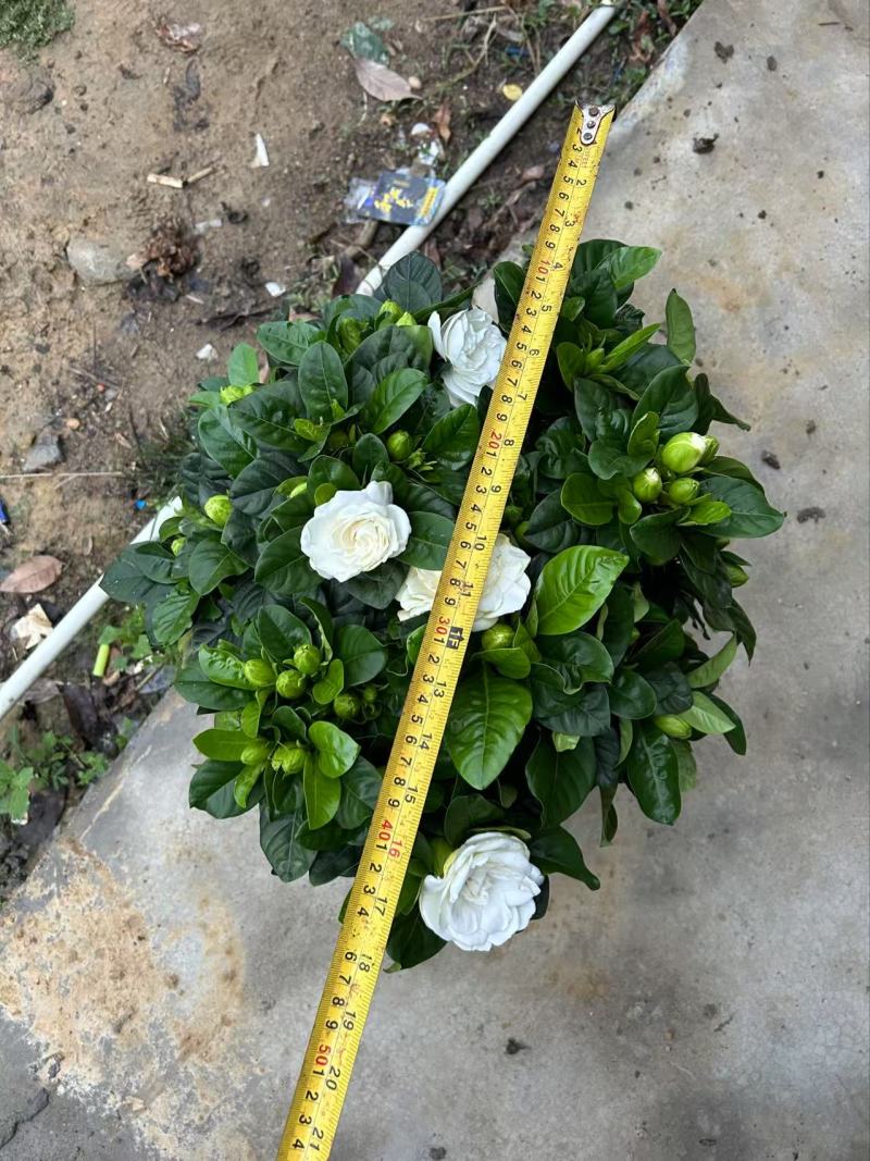 160桅子花，小叶的，产地直发，报价不含运费