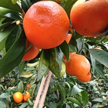 四川沃柑纯甜化渣，颜色火红，果面好皮子细
